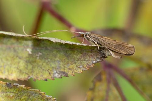 Réf. 273 445 : Odontocerum albicorne